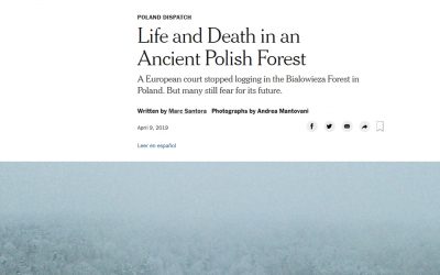 New York Times o Puszczy Białowieskiej