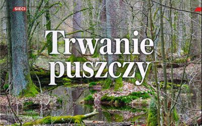 Tygodnik Sieci o Puszczy Białowieskiej.