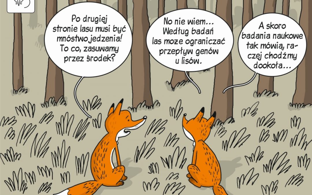 Komiks poświęcony badaniom zmienności genetycznej w populacjach lisa