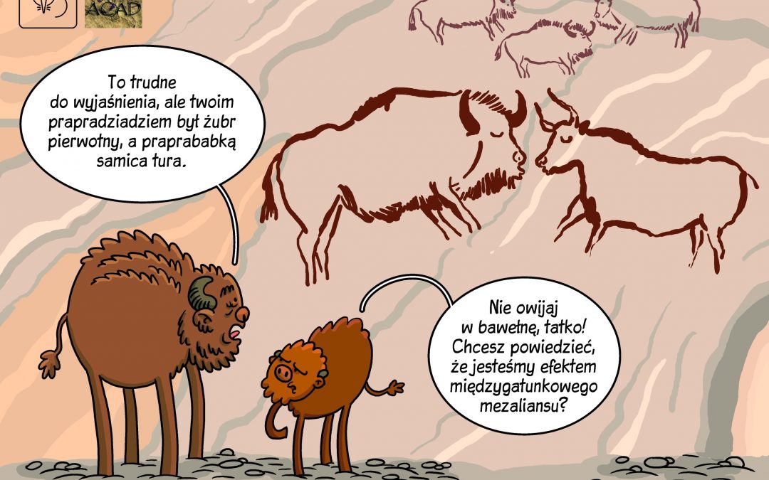 Komiks naukowy prezentujący wyniki badań nad pochodzeniem żubra