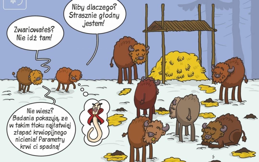 Najnowszy komiks naukowy IBS PAN o zarażeniu żubrów krwiopijnym nicieniem.