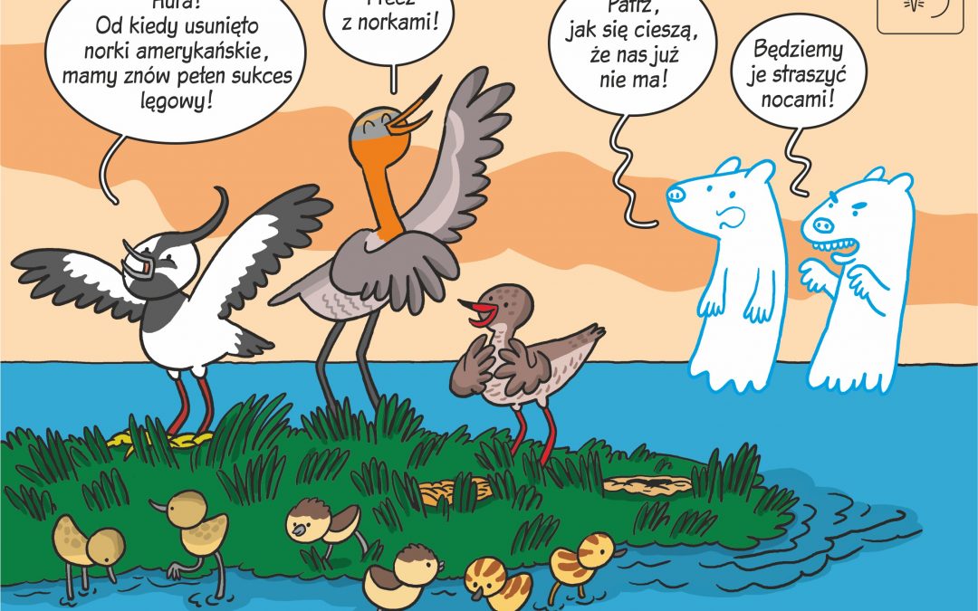 Komiks naukowy o wpływie usuwania norki amerykańskiej na sukces lęgowy ptaków wodnych