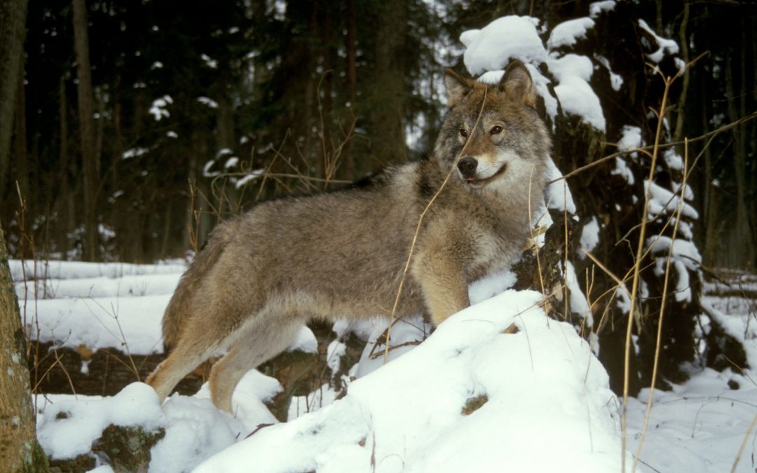 Spotkanie informacyjne na temat wilków w Białowieży