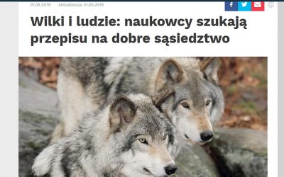 Nauka w Polsce o badaniach IBS PAN nad wilkami