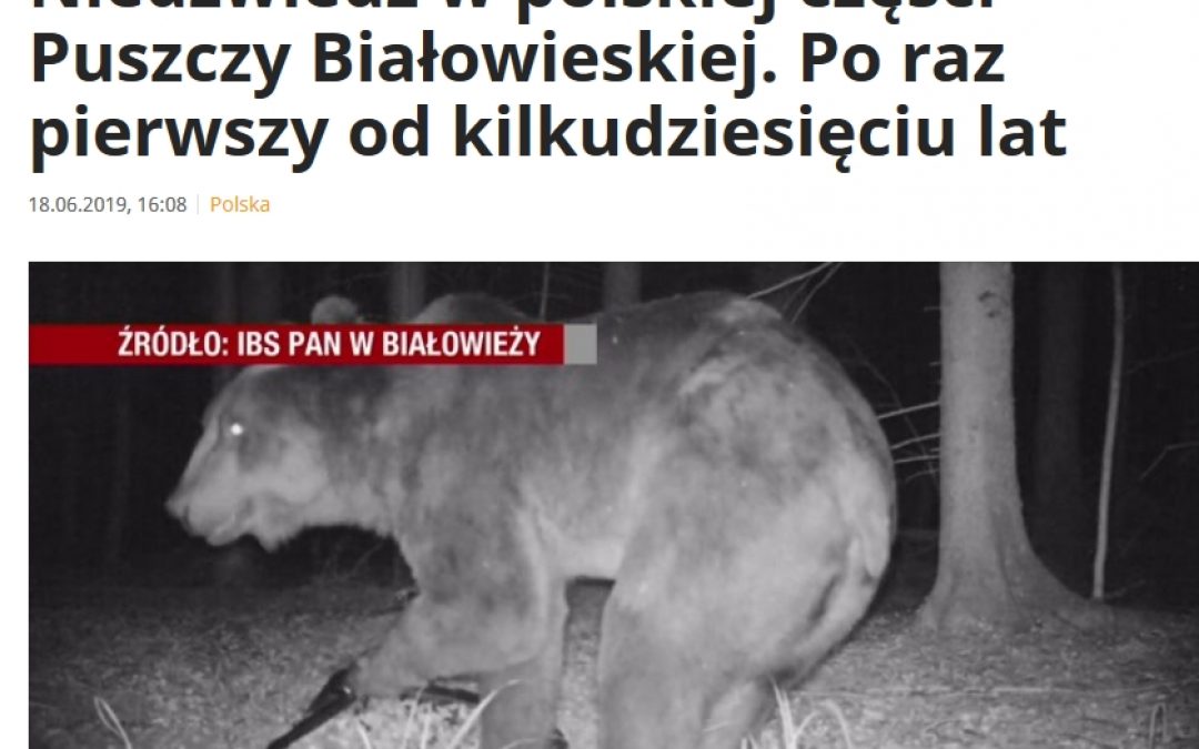 18.06.2019 Media o niedźwiedziu w Puszczy Białowieskiej