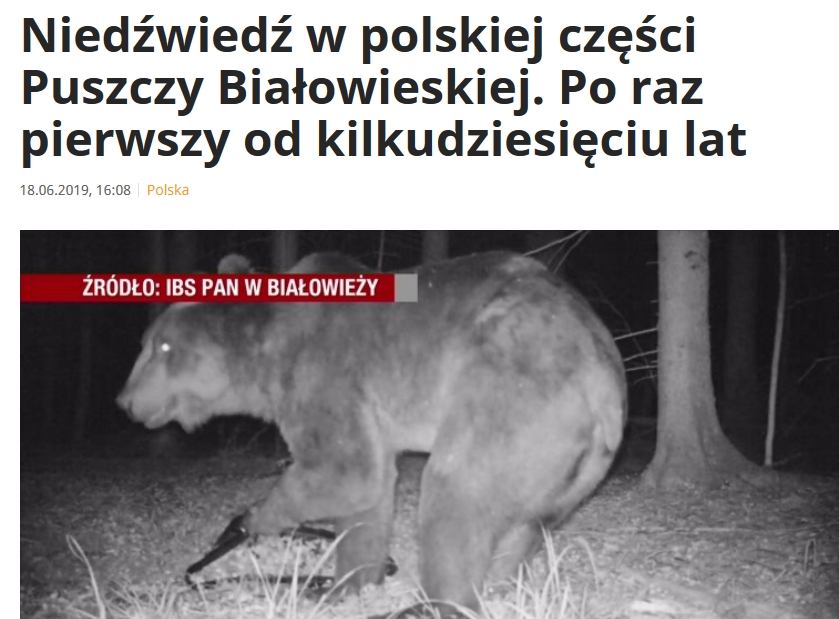Skąd Wojski Dowiedział Się O Niedźwiedziu 18.06.2019 Media o niedźwiedziu w Puszczy Białowieskiej - Instytut