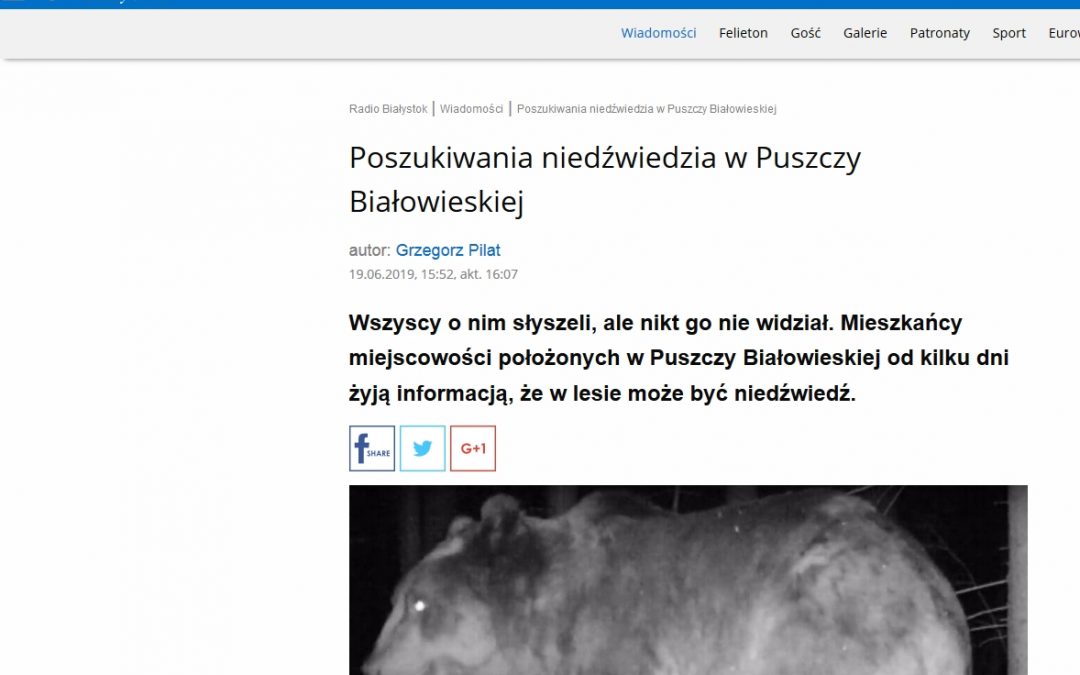 19.06.2019 Radio Białystok o niedźwiedziu w Puszczy Białowieskiej