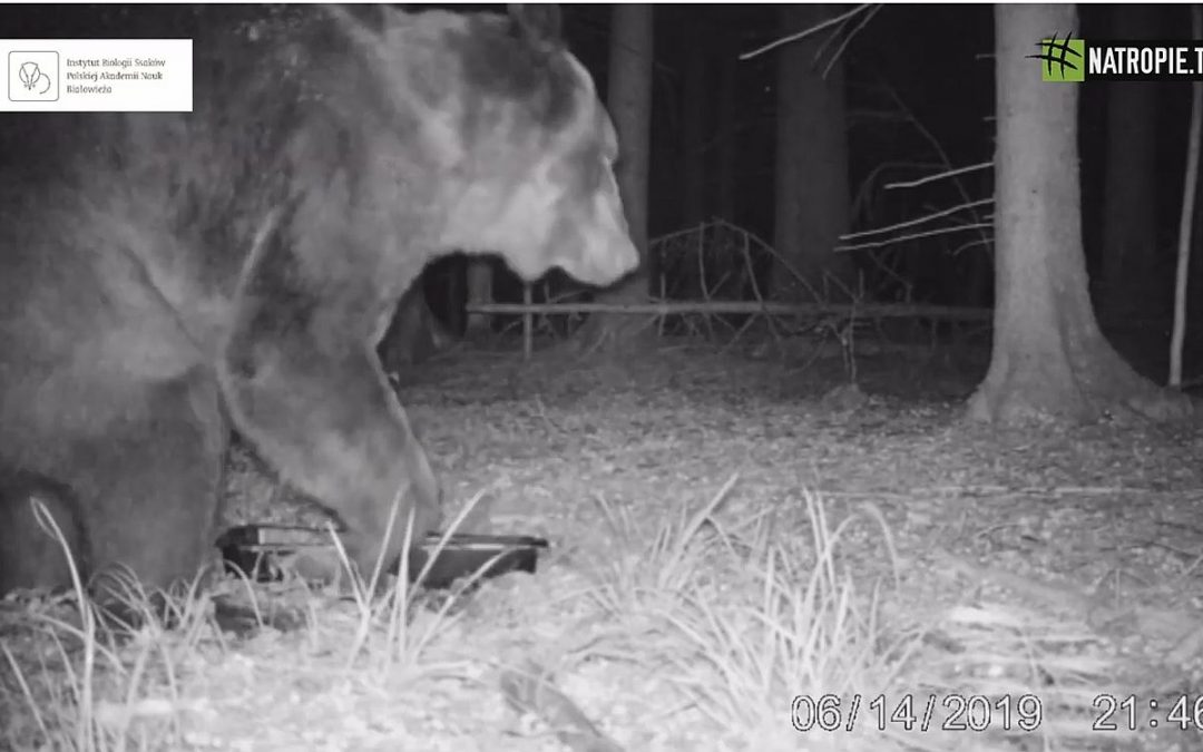 04.08.2019 – #na Tropie o niedźwiedziu w Puszczy Białowieskiej