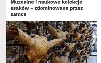 13.09.2019 – Nauka w Polsce o badanich nad dominacją samców w kolekcjach ssaków.