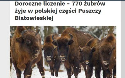 10.03.2020 – Policzono żubry w Puszczy Białowieskiej