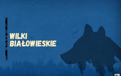05.11.2020 – Białowieskie wilki