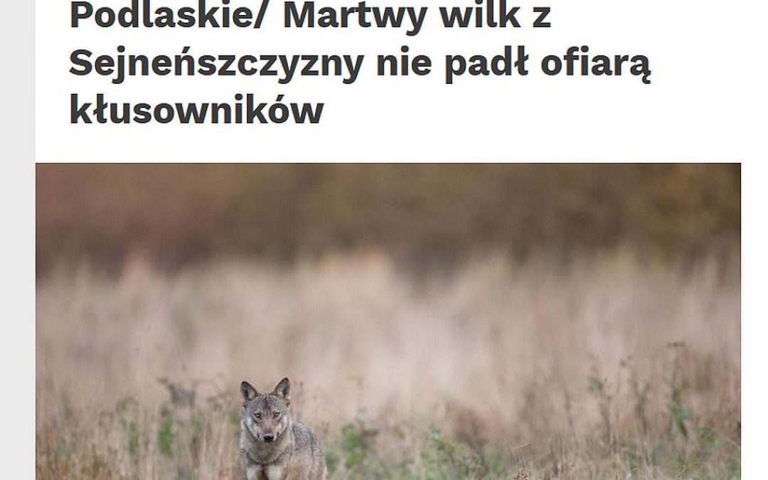 16.12.2020 – Wyniki badania martwych wilków z płn-wsch. Polski