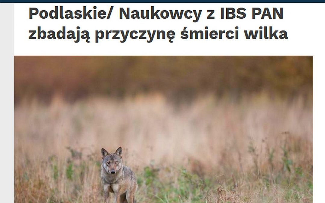 09.12.2020 – Naukowcy z IBS PAN zbadają przyczynę śmierci wilka