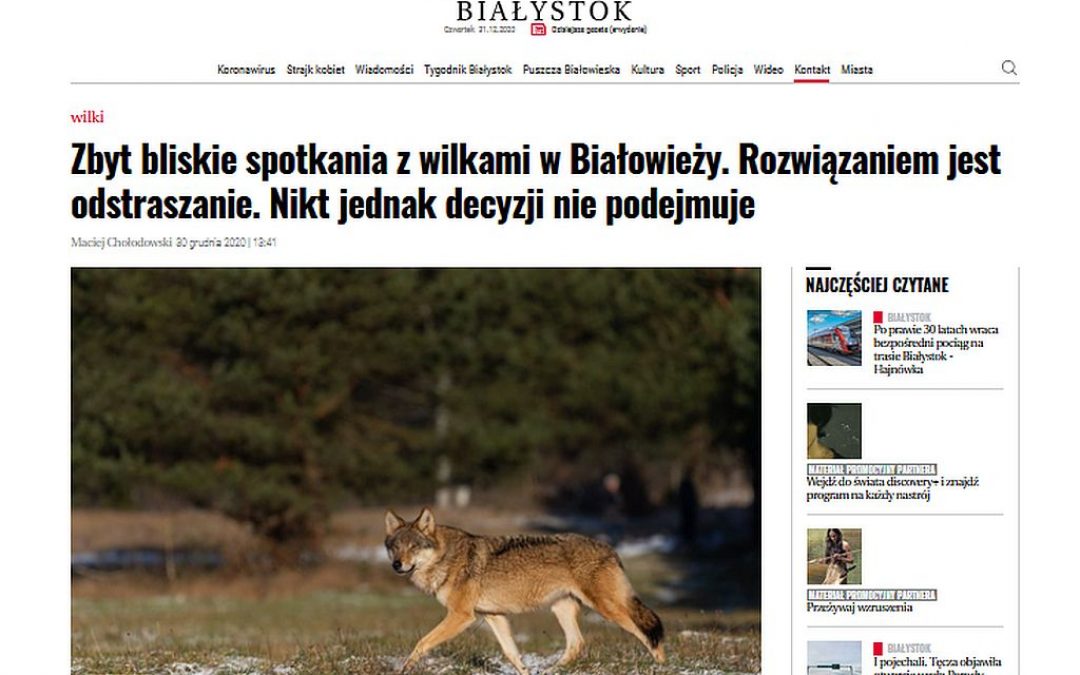 30.12.2020 – Wilk w Białowieży