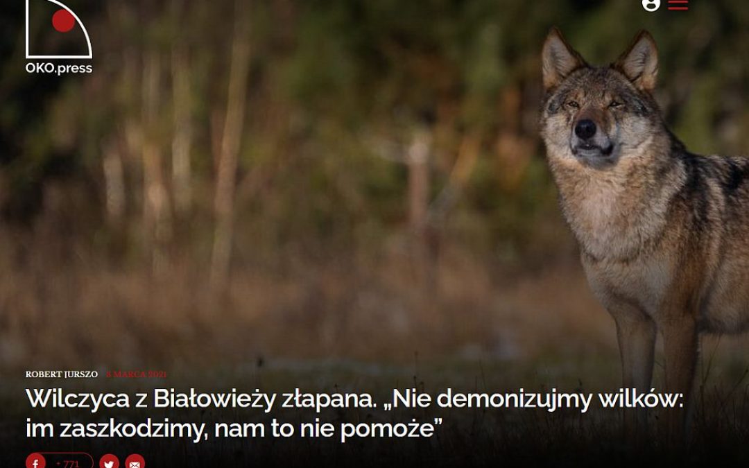 03.03.2021 – Wywiad z dyrektorem IBS PAN na temat wilka w Białowieży