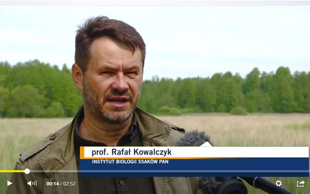 27.05.2021 – Kontrowersje wokół udrożniania koryta rzeki Leśnej w Puszczy Białowieskiej