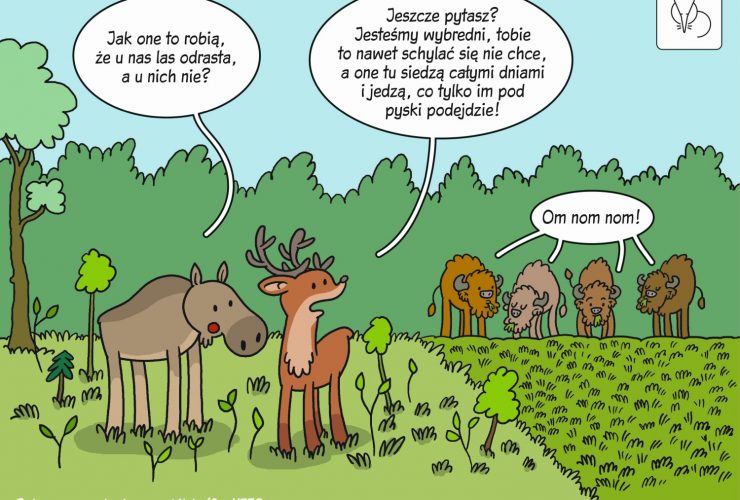 11.06.2021 – Żubry hamują wkraczanie drzew na tereny otwarte!