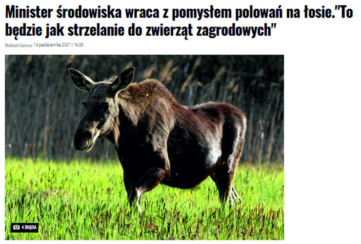 14.10.2021 – Czy to koniec moratorium na odstrzał łosi?