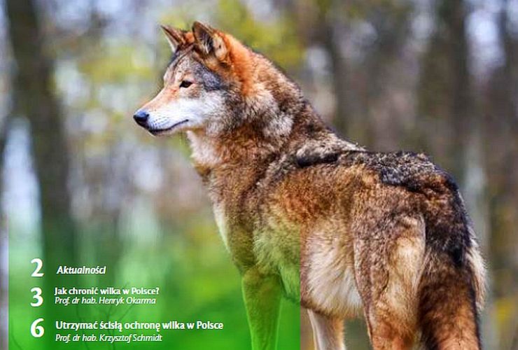 24.06.2022 – Dwa spojrzenia na ochronę wilka w Polsce.