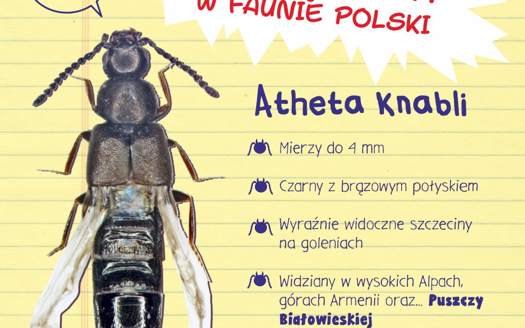 01.07.2022 – Odkrycie nowego dla Polski gatunku chrząszcza w Puszczy Białowieskiej!