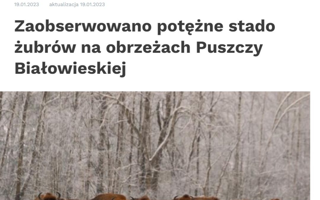 19.01.2023 – Serwis Nauka w Polsce o ogromnym stadzie żubrów