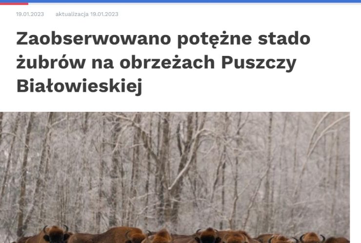 19.01.2023 – Serwis Nauka w Polsce o ogromnym stadzie żubrów