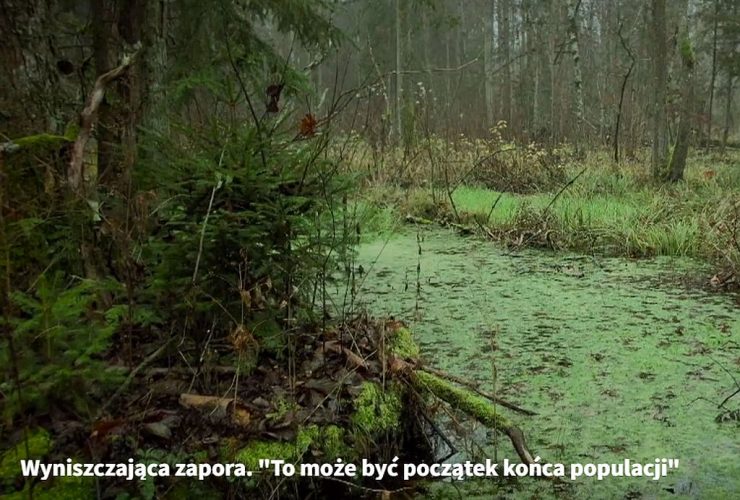 14.03.2023 – Wpływ zapory granicznej na przyrodę