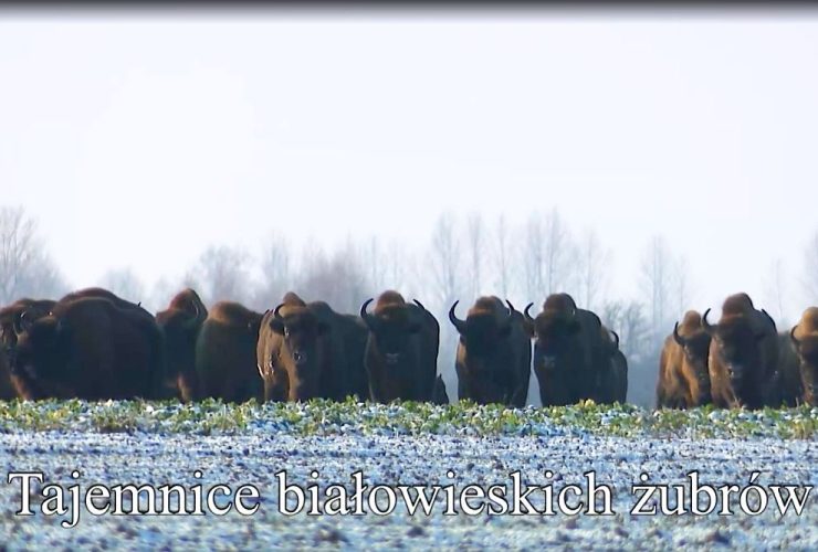 16.03.2023 – Tajemnice białowieskich żubrów