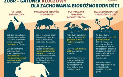 Infografika dotycząca ekologicznego znaczenia żubra