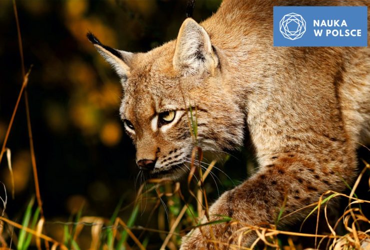 07.04.2023 – Rysie w europejskim krajobrazie.