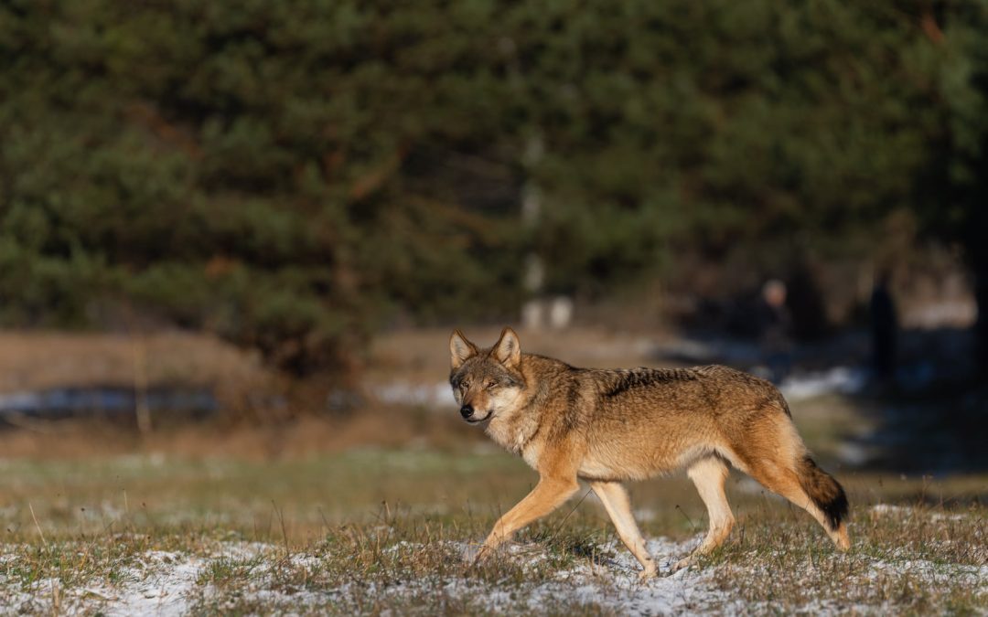 26.04.2023 – Czy wilki i łosie stanowią zagrożenie na Podlasiu?
