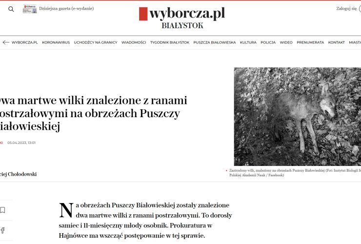 5.04.2023 – artykuł o dwóch zastrzelonych wilkach
