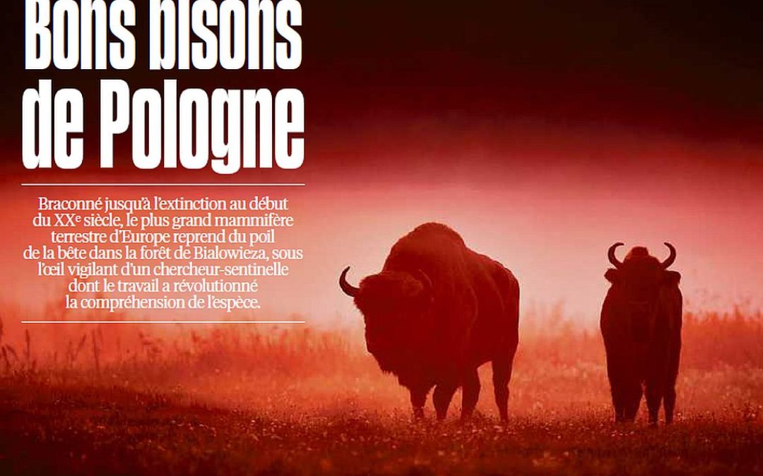 08.12.2023 – Libération o badaniach nad żubrami.