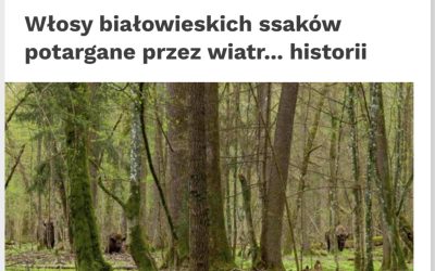 06.12.2023 – Nauka w Polsce o badaniach włosów białowieskich ssaków