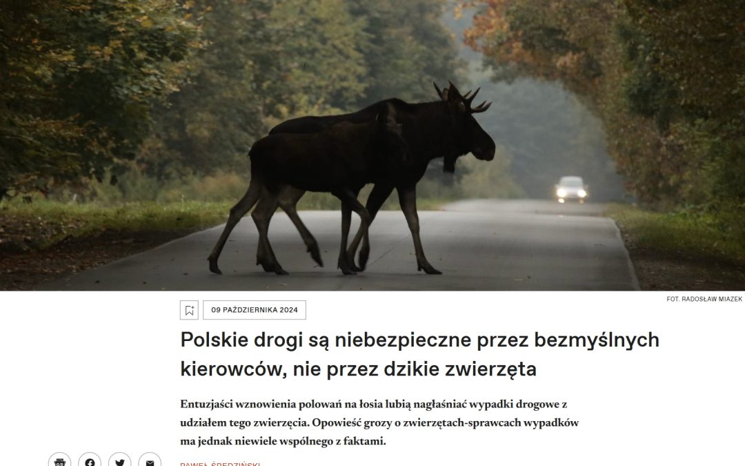 09.10.2024 – OKO.press o dzikich zwierzętach na drogach