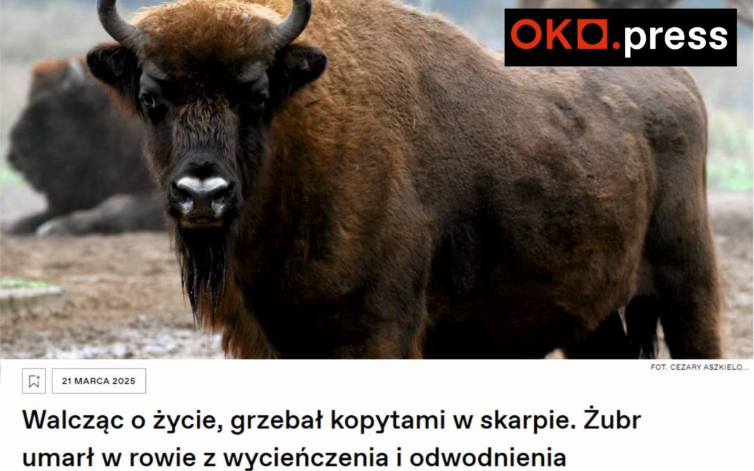24.03.2025 – serwis OKO.press o żubrach ginących w rowach melioracyjnych
