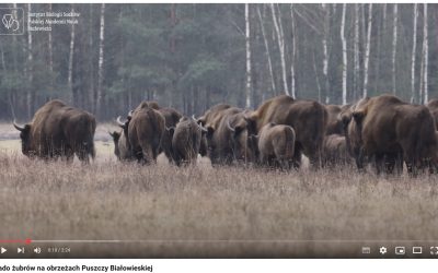 06.03.2025 – Policzono żubry w Puszczy Białowieskiej