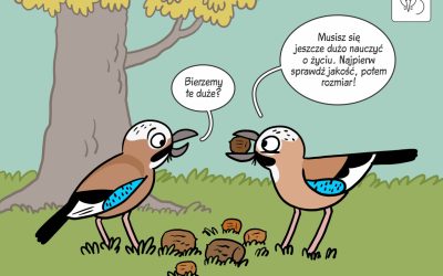 30.04.2025 – Komiks naukowy o sójkach i żołędziach