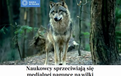 20.05.2025 – apel naukowców w sprawie wilka