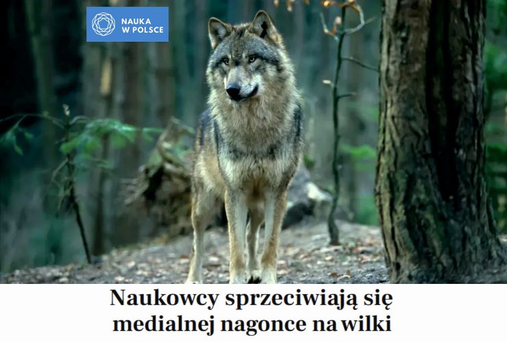 20.05.2025 – apel naukowców w sprawie wilka