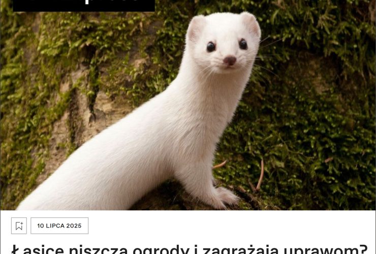 12.07.2025 – Fałszywe przekazy na temat łasic