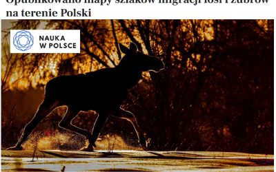 28.08.2025 – Mapy migracji żubrów i łosi.