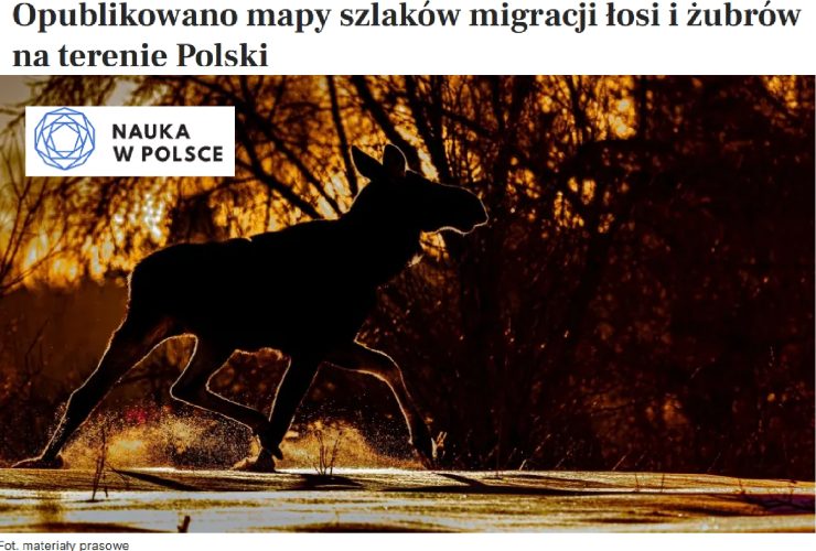 28.08.2025 – Mapy migracji żubrów i łosi.