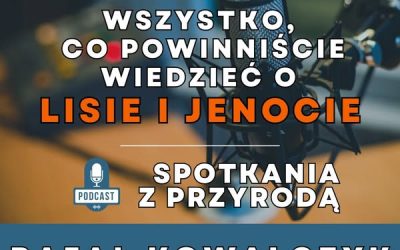 13.11.2025 – wywiad o lisie i jenocie