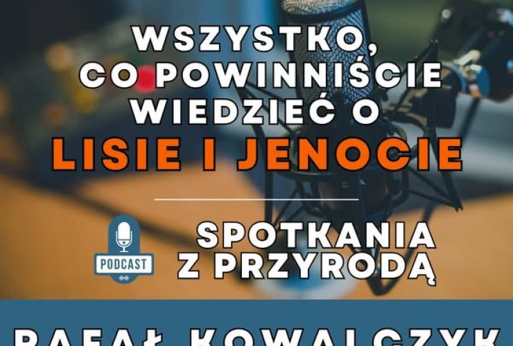 13.11.2025 – wywiad o lisie i jenocie