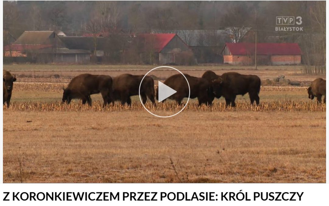 25.03.2026 – Król Puszczy i turystyka