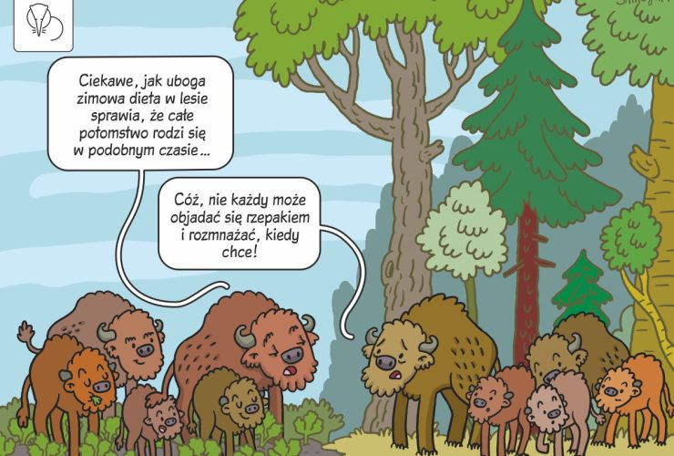 31.03.2026 – komiks naukowy o synchronizacji rozrodu u żubrów