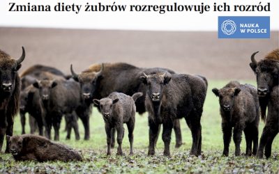 22.05.2026 – rozregulowany rozród żubrów