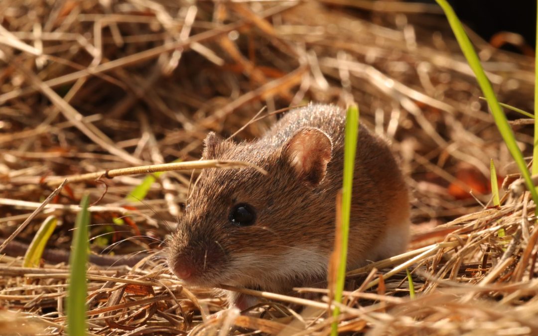 05.06.2026 – Wolontariat w projekcie badawczym w Białowieży