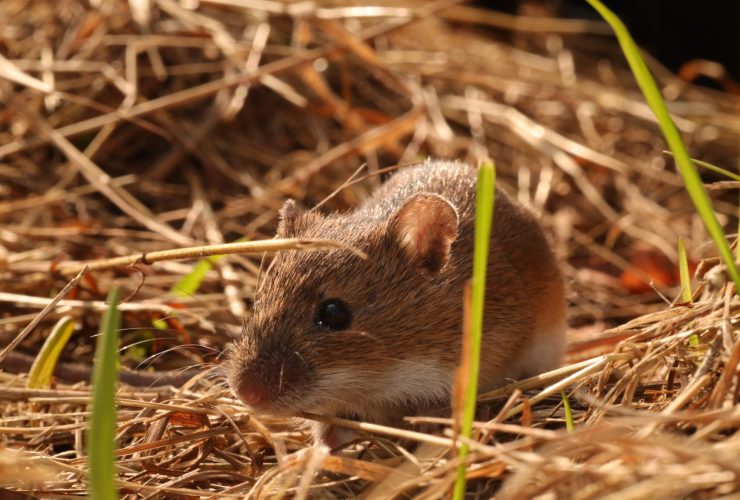 05.06.2026 – Wolontariat w projekcie badawczym w Białowieży